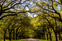 Wormsloe Plantation