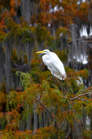 Wildlife