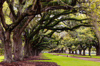 Boone Hall Plantation