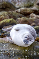 Wildlife