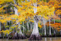 Atchafalaya Basin