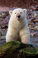 Polar Bears
